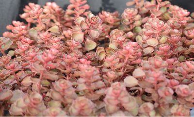 Sedum