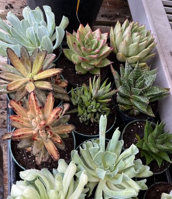 Indoor Succulents