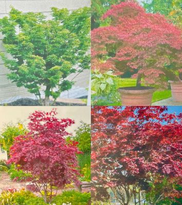 Upright Japanese Maples