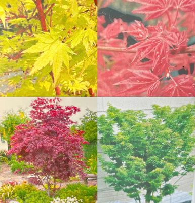 Japanese Maple Trees