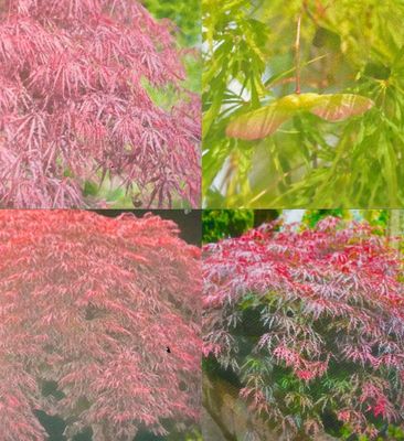 Weeping Japanese Maples