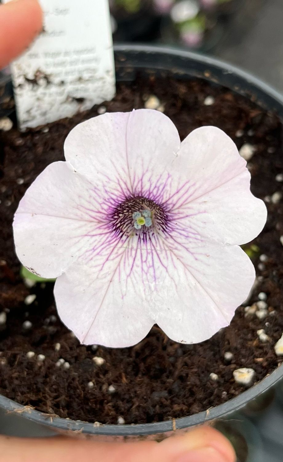 Petunia - Easy Wave: Silver