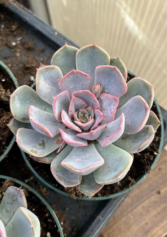 Echeveria: Summer