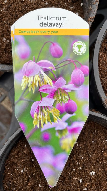Thalictrum: Delavayi
