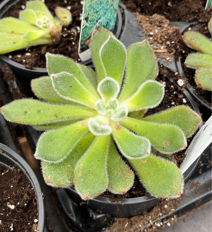 Echeveria: Setosa