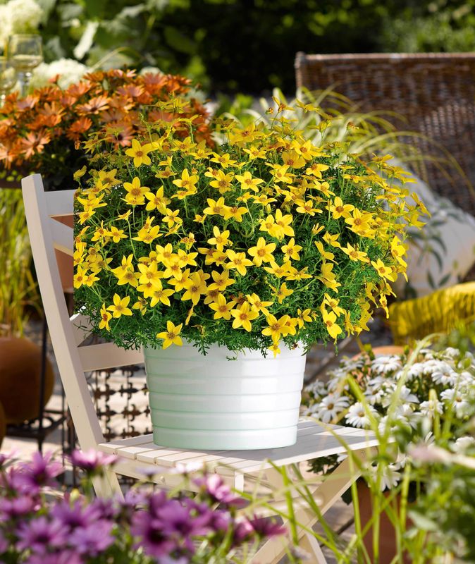 Bidens - Namid: Special Yellow