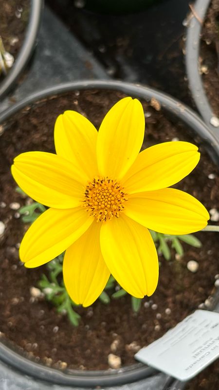 Bidens - Namid: Special Yellow