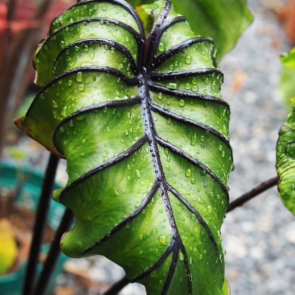 Elephant Ears: Pharaoh&#39;s Mask