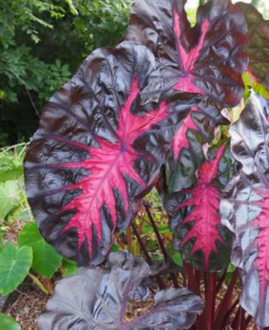 Elephant Ears: Redemption