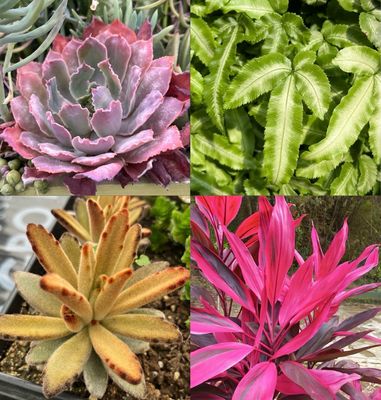 Houseplants