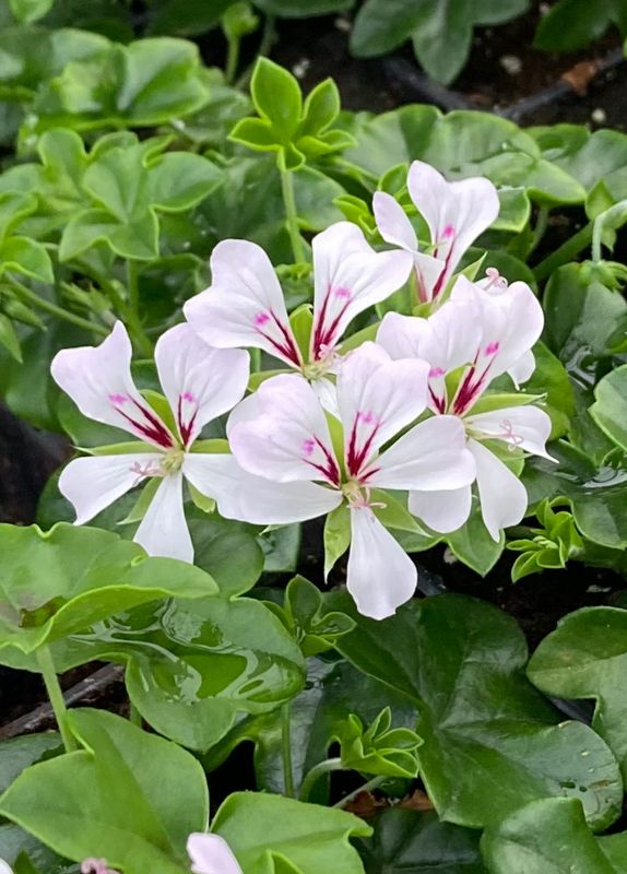 Ivy Geranium - Balcony: Glacier White
