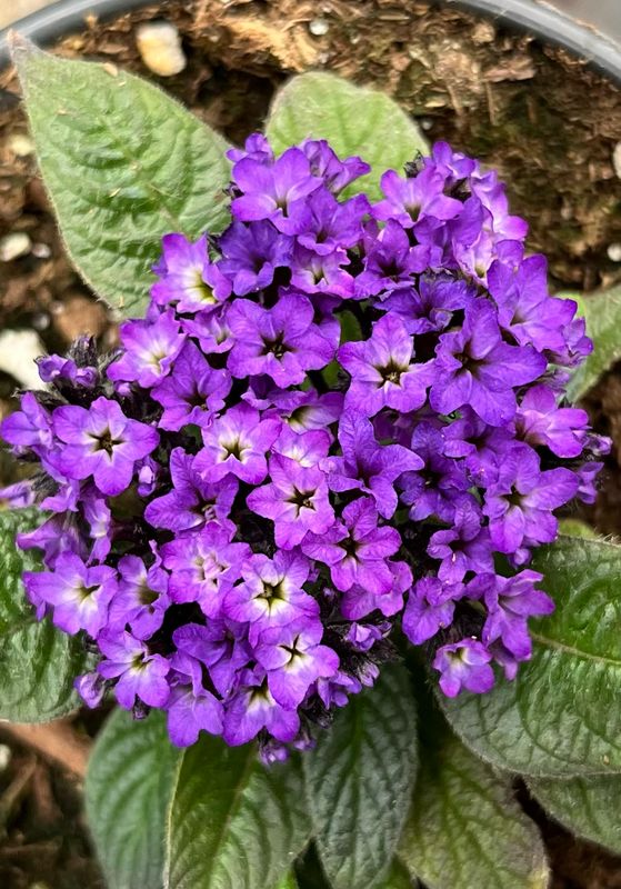 Heliotrope: Midnight Sky