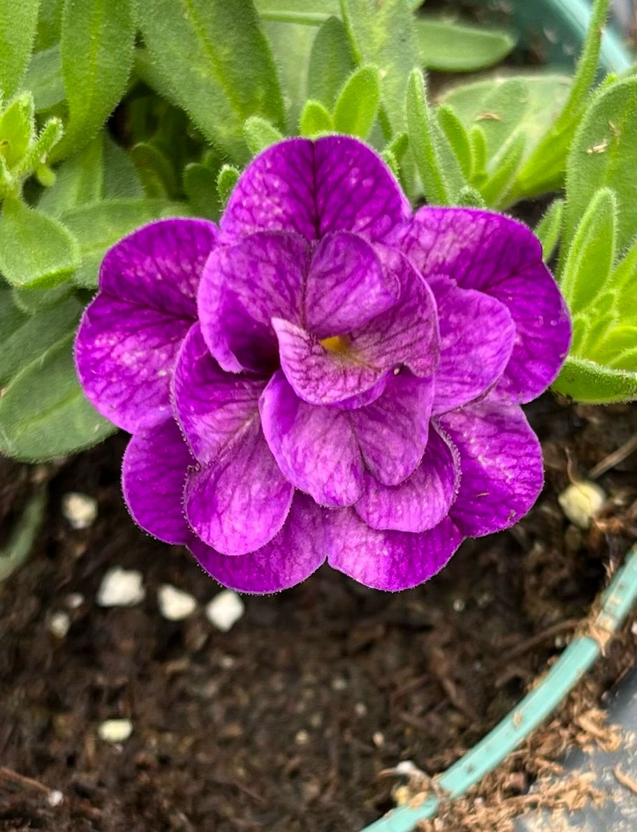 Calibrachoa - MiniFamous: Evo Double Blue