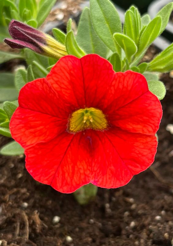 Calibrachoa - Calitastic: Blood Orange