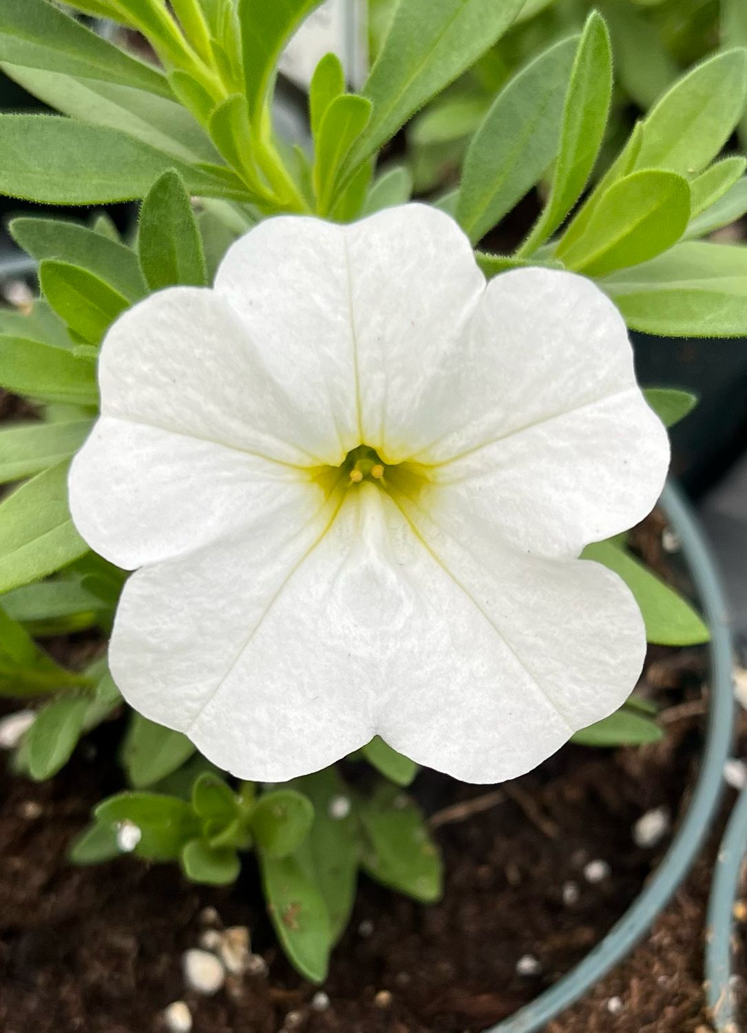 Calibrachoa - MiniFamous: Neo White