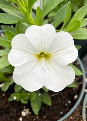 Calibrachoa - MiniFamous: Neo White