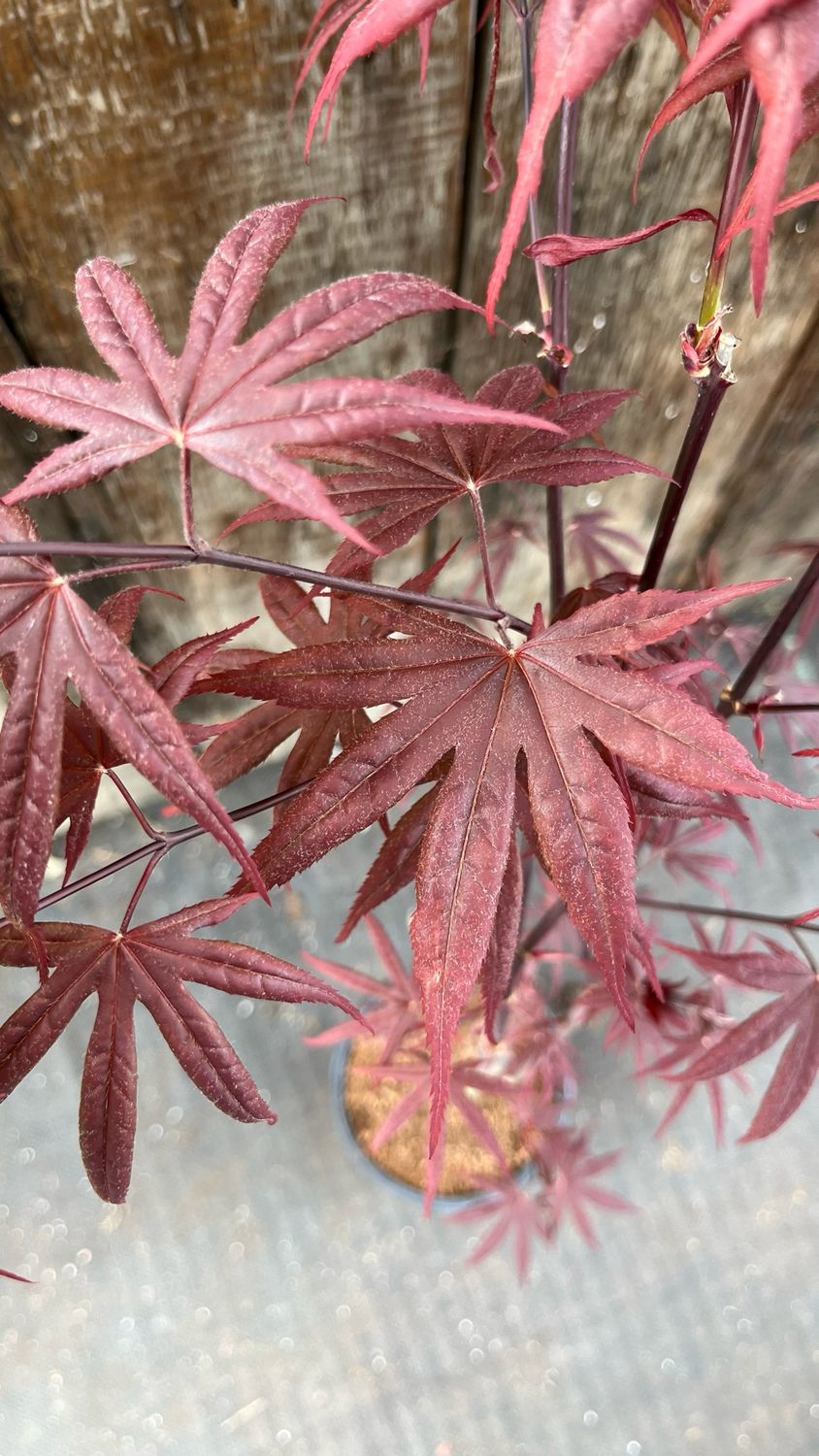 Japanese Maple: Blood Good