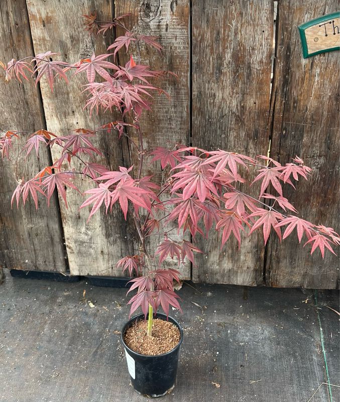 Japanese Maple: Blood Good