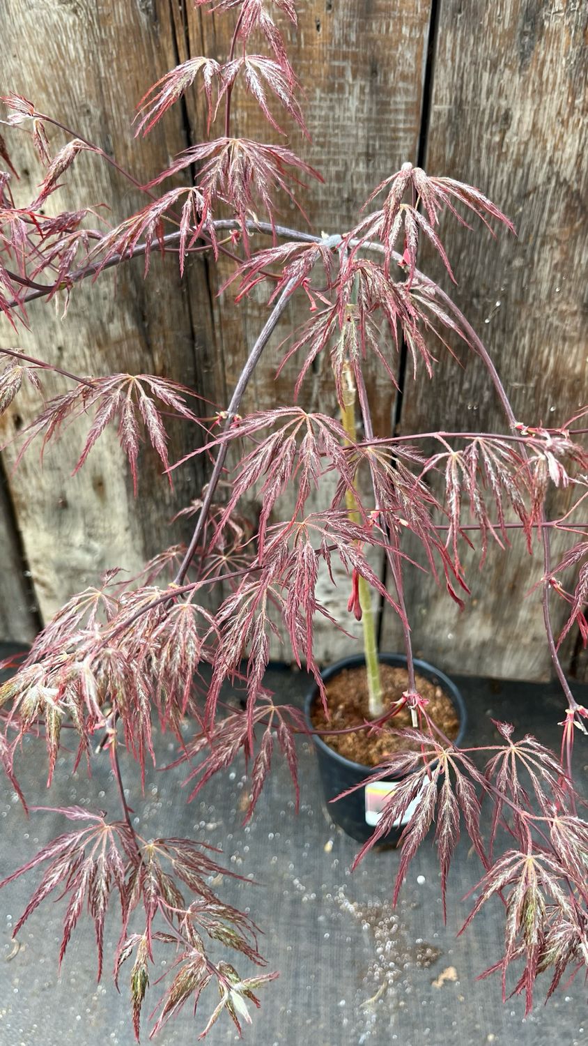 Japanese Maple: Crimson Queen