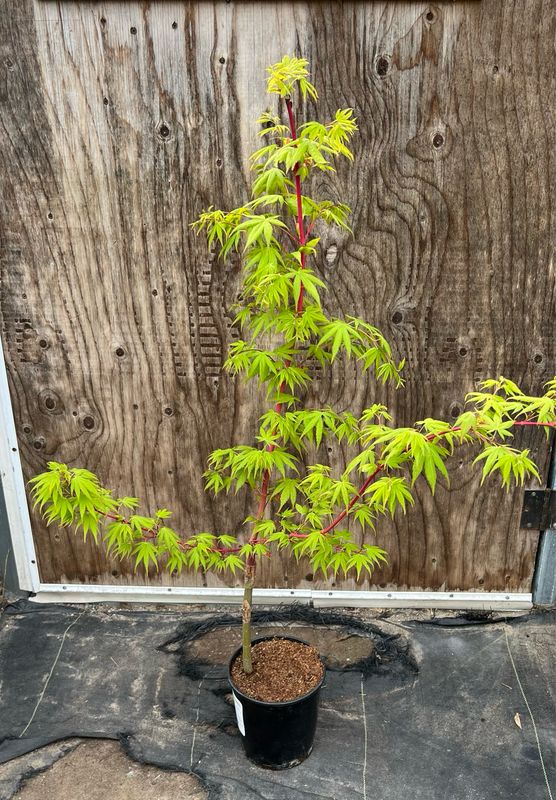 Japanese Maple: Sango-Kaku