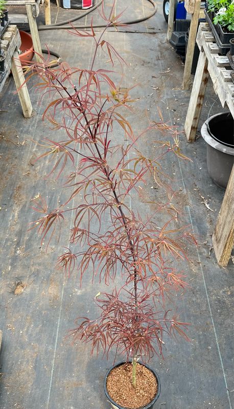 Japanese Maple: Wolff (Emperor One)