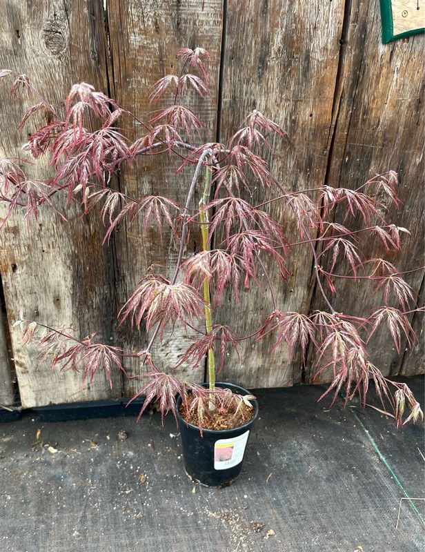 Japanese Maple: Crimson Queen