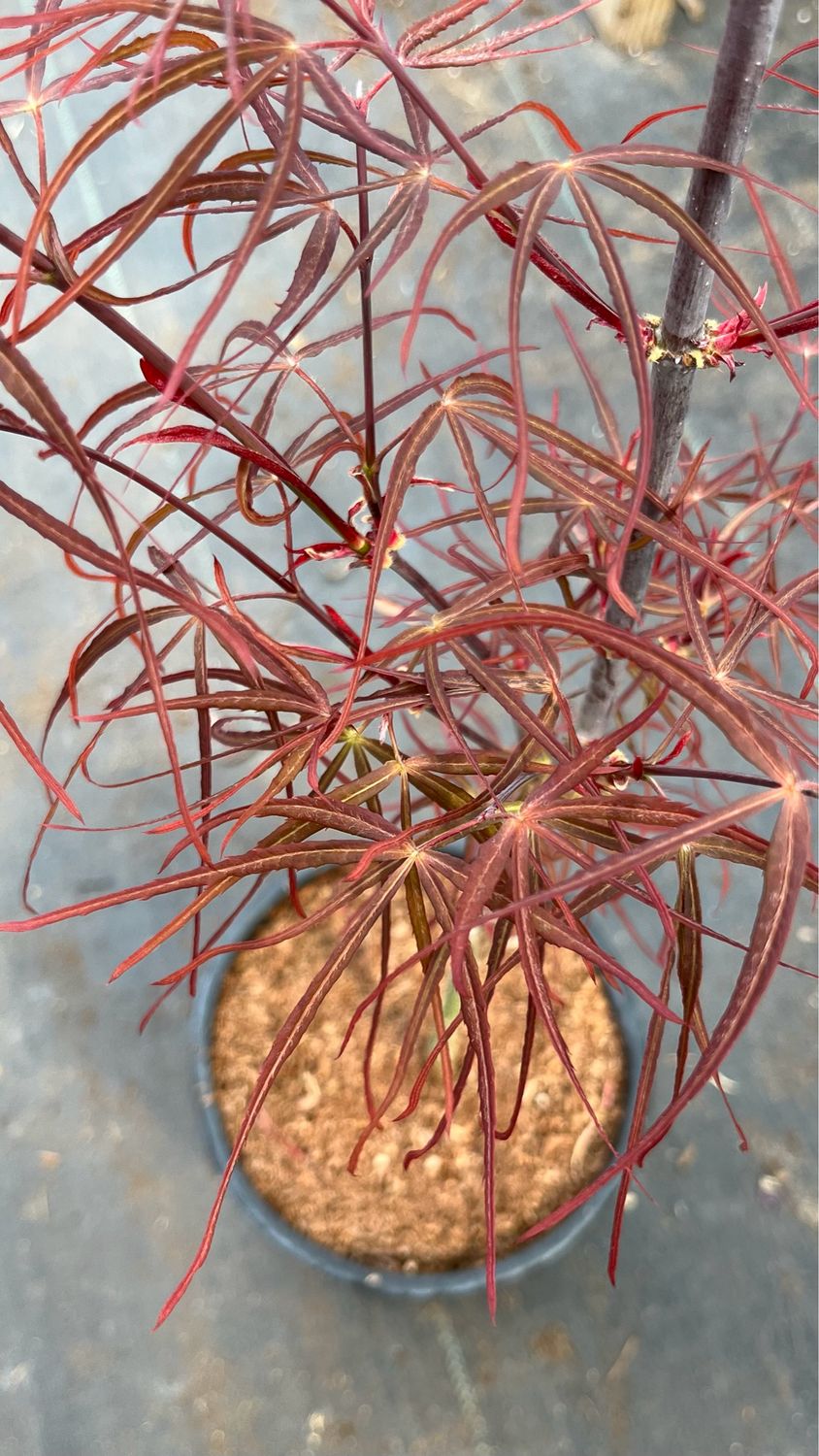 Japanese Maple: Wolff (Emperor One)