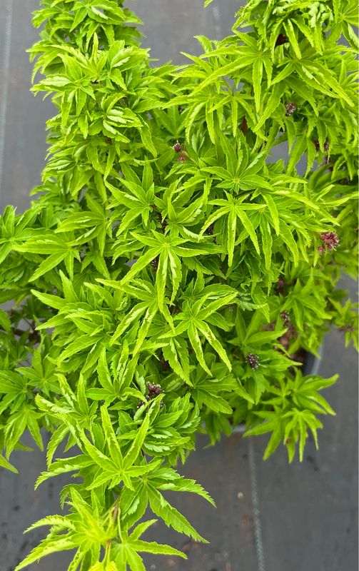 Japanese Maple: Shishigashira (Lions Head)