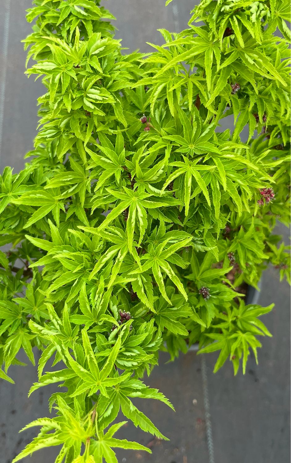 Japanese Maple: Shishigashira (Lions Head)