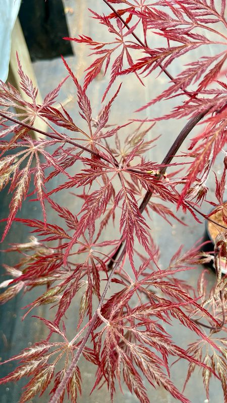 Japanese Maple: Inaba Shidare
