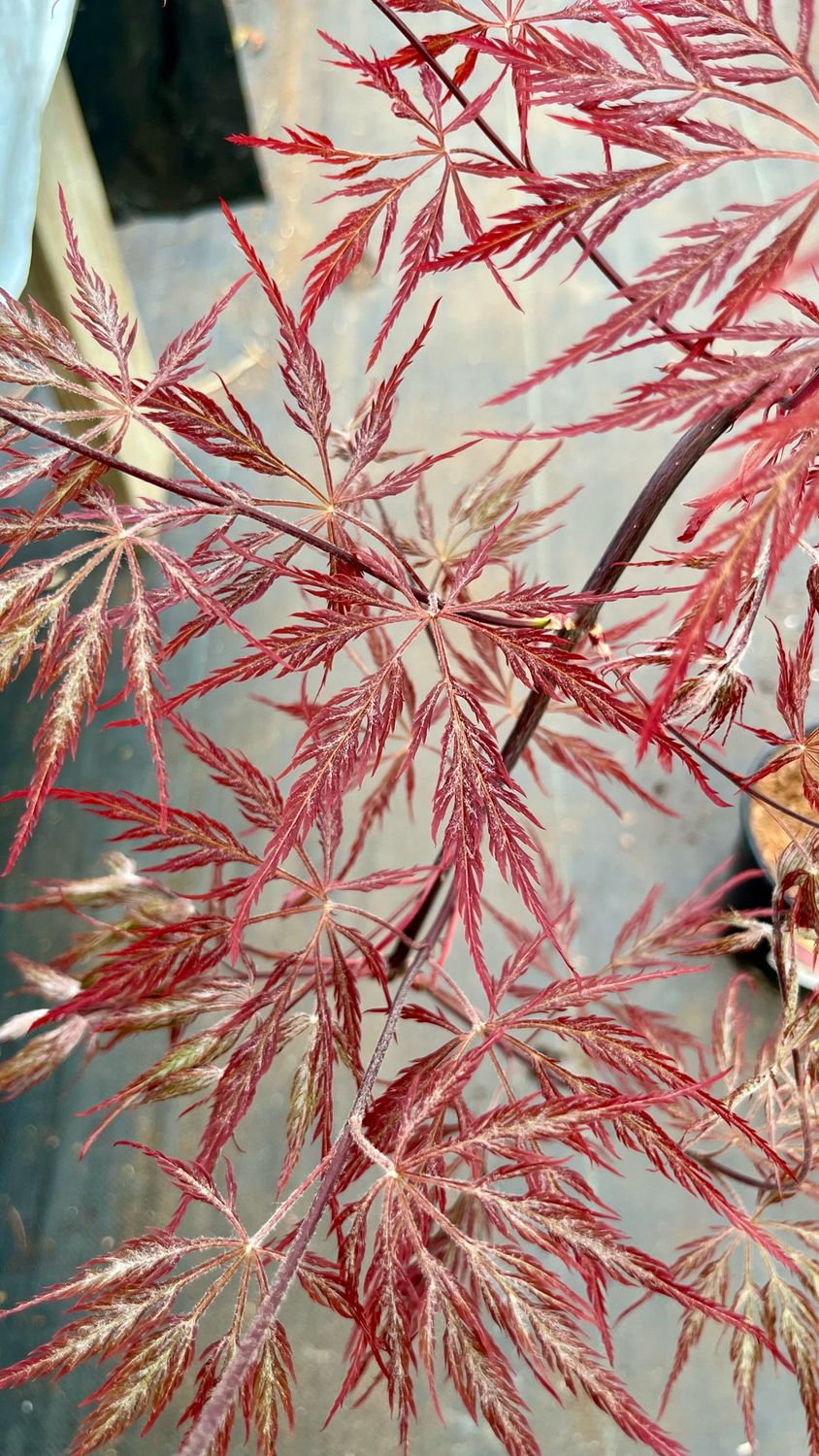 Japanese Maple: Inaba Shidare