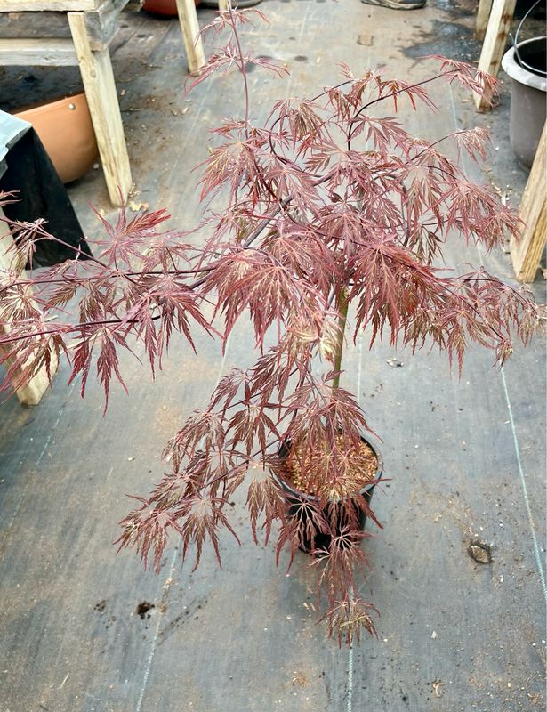 Japanese Maple: Inaba Shidare