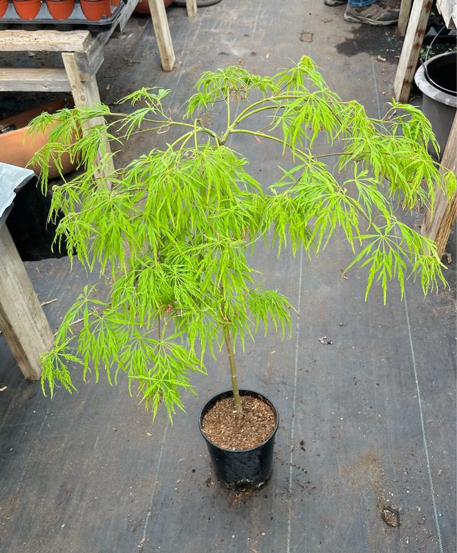 Japanese Maple: Viridis
