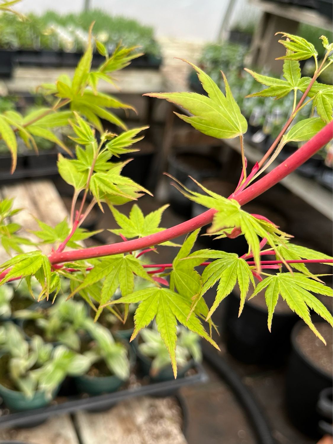 Japanese Maple: Sango-Kaku