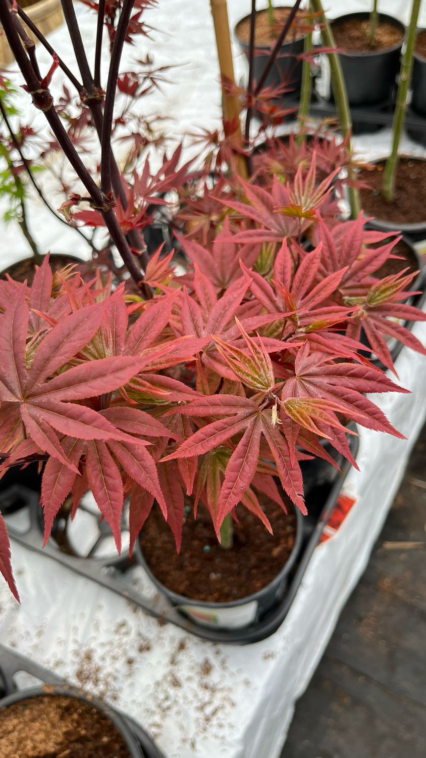 Japanese Maple: Twombly&#39;s Red Sentinel