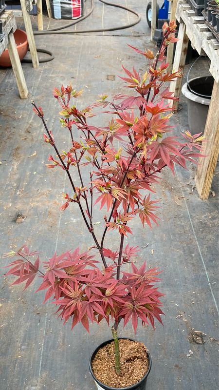 Japanese Maple: Twombly's Red Sentinel
