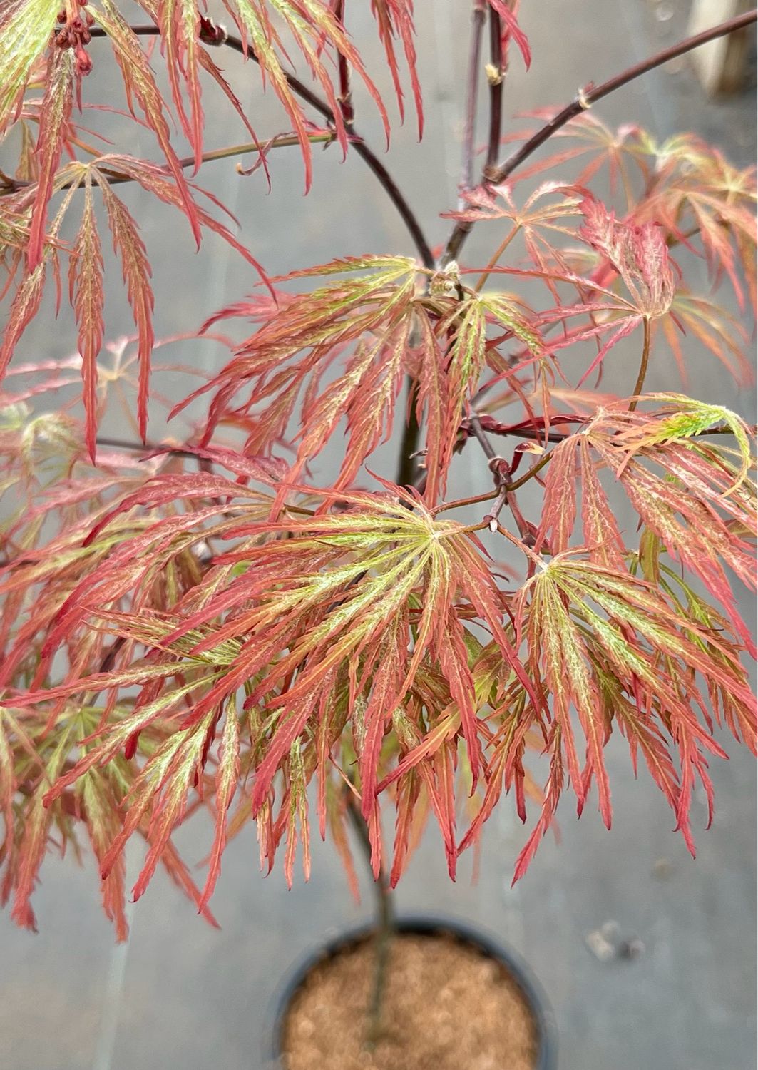 Japanese Maple: Red Dragon