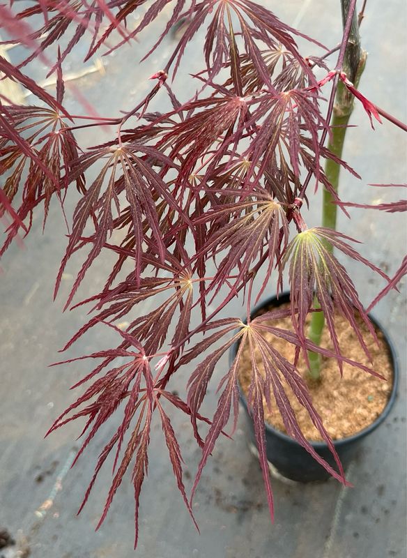 Japanese Maple: Red Select
