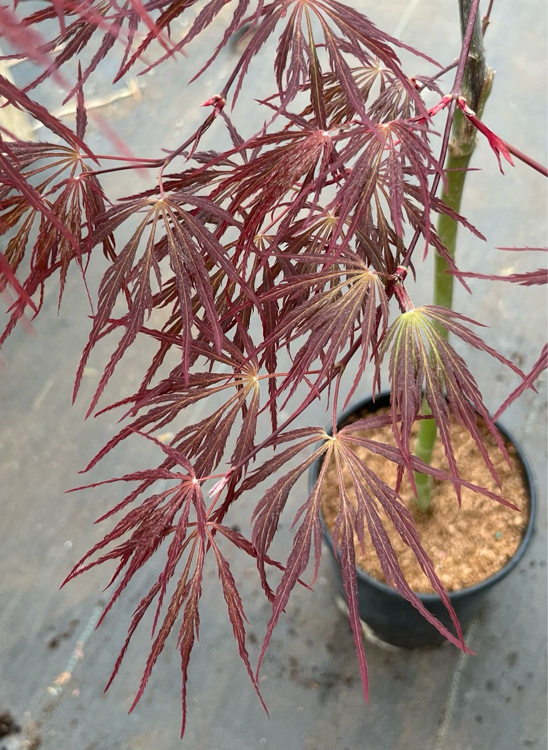 Japanese Maple: Red Select
