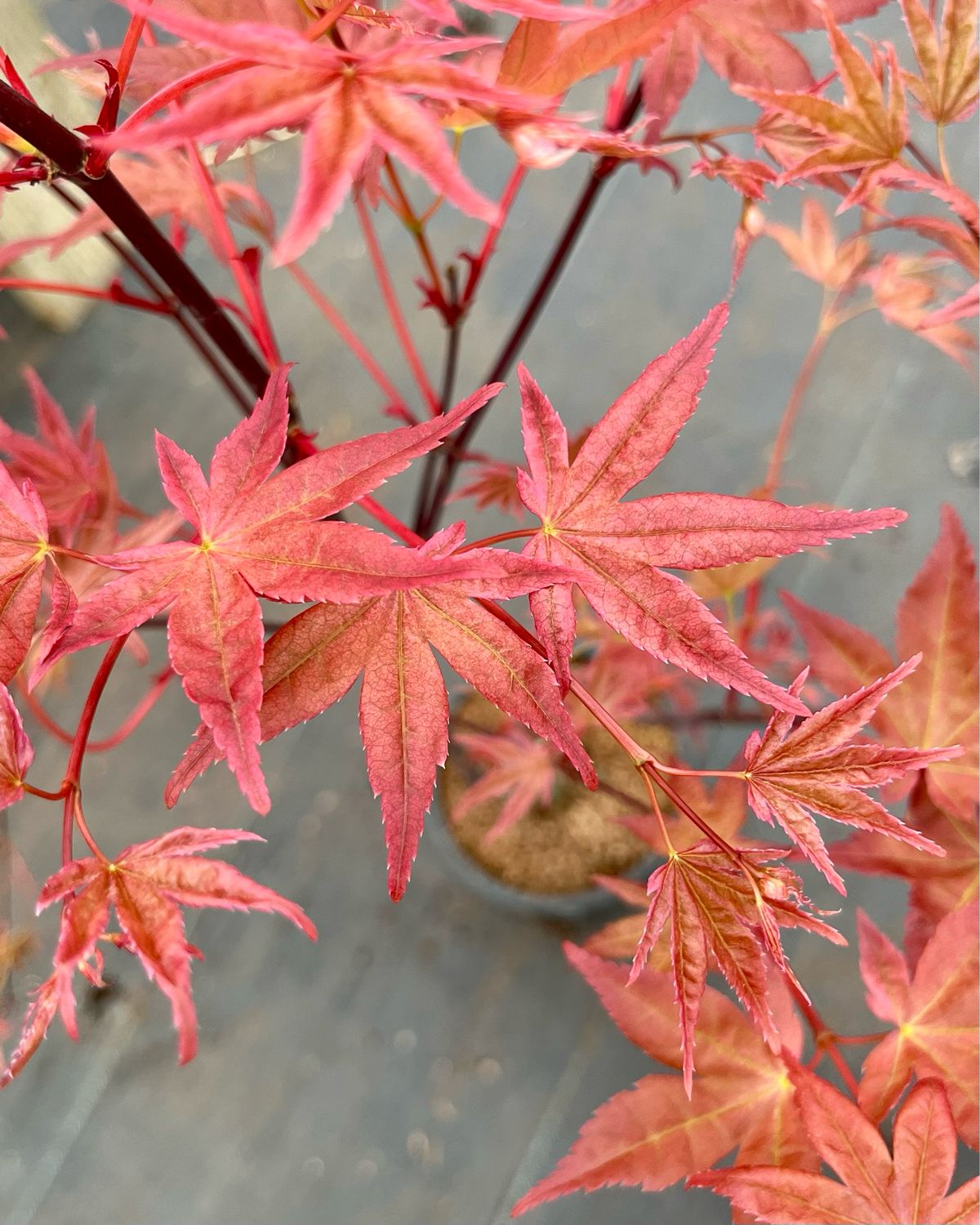 Japanese Maple: Sin Deshojo