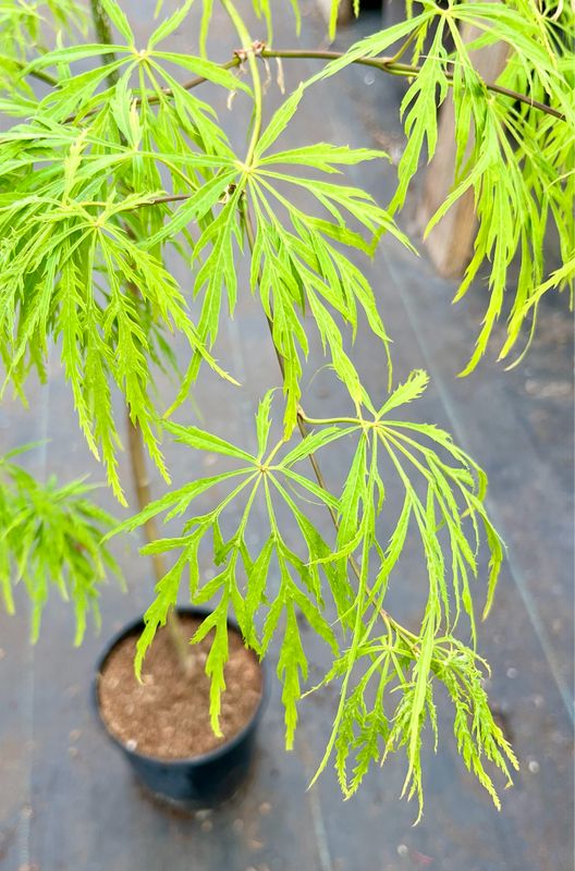 Japanese Maple: Viridis