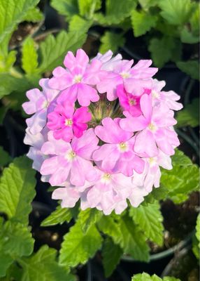 Verbena - Superbena: Pink Cashmere