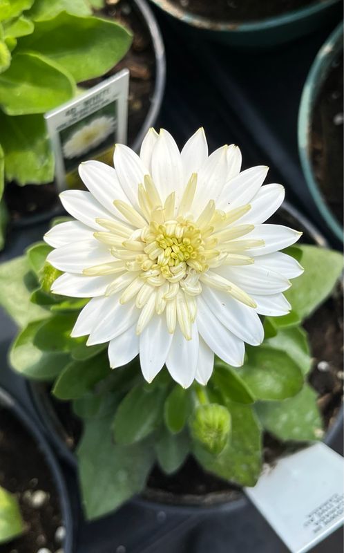 Osteospermum - 4D: White