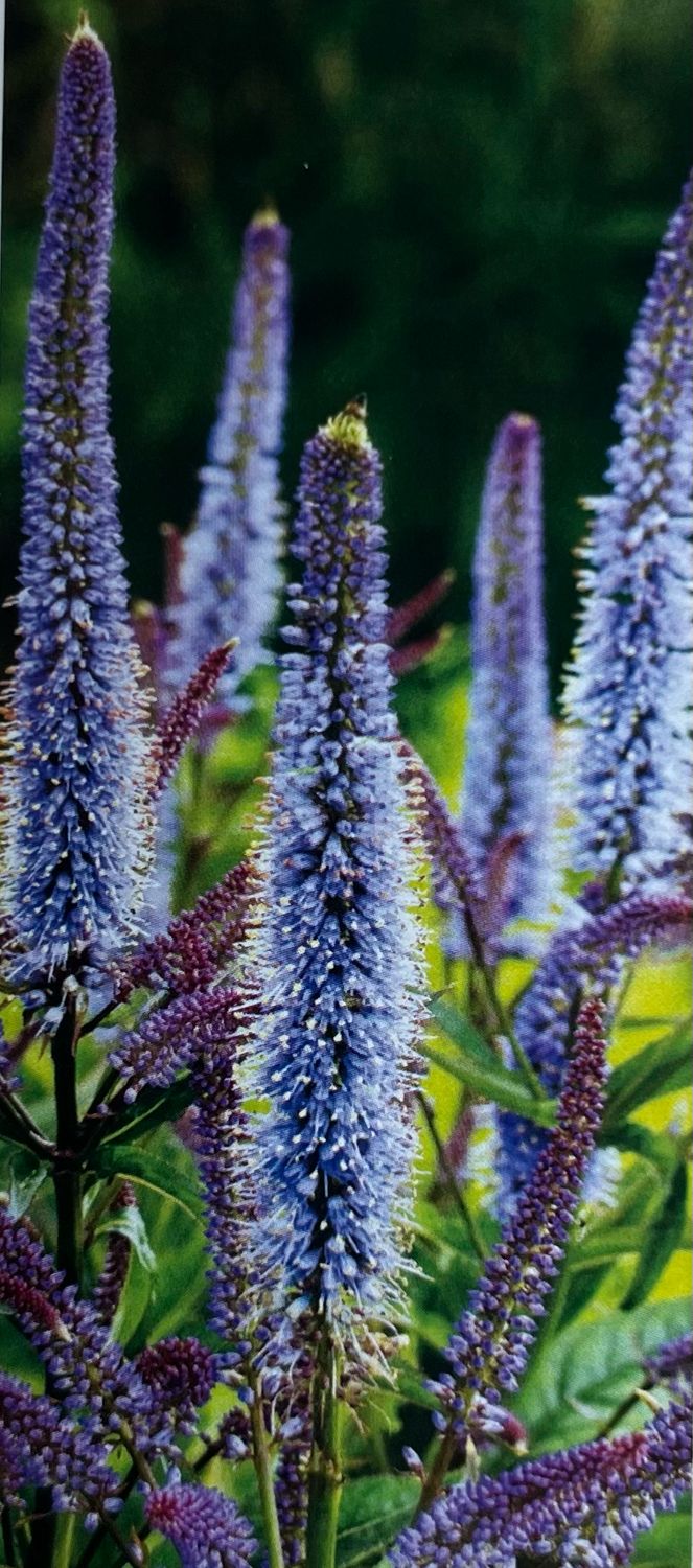 Veronicastrum: Cupid