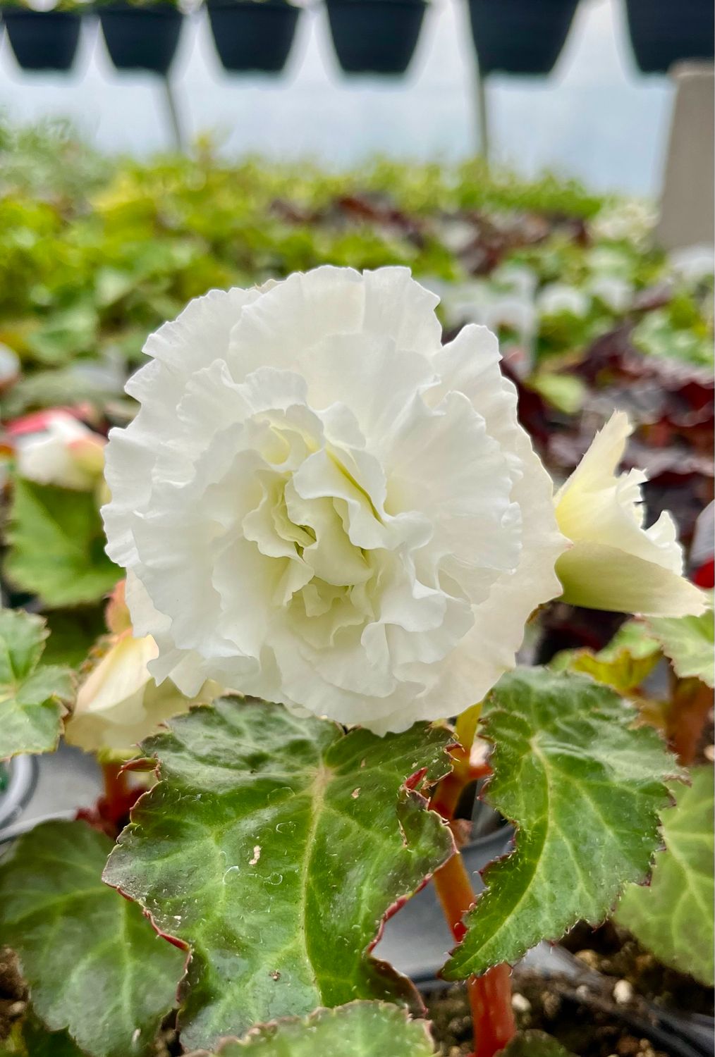 Begonia - Nonstop: White