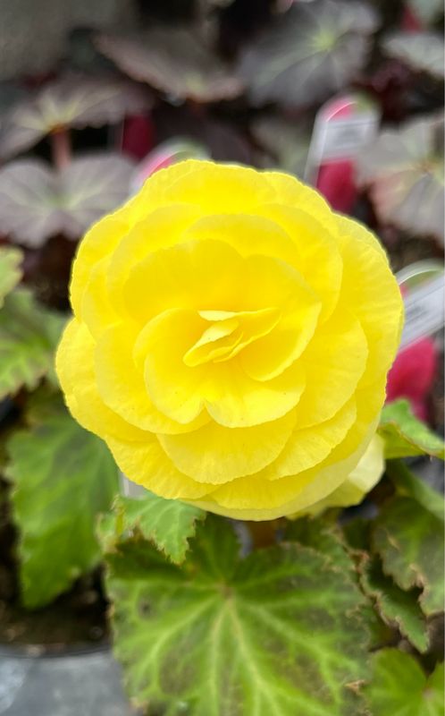 Begonia - Nonstop: Lemon