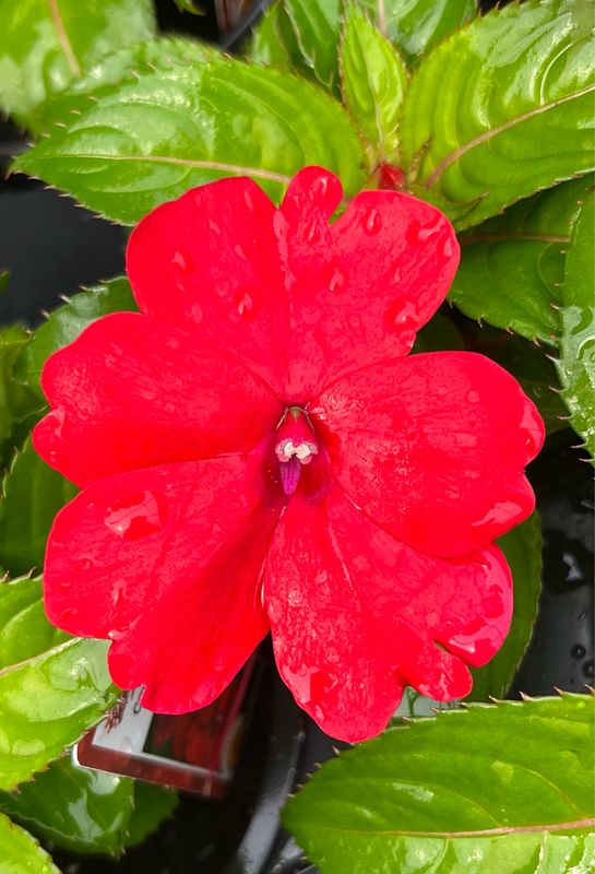 Impatiens - Sunpatiens: Compact Red