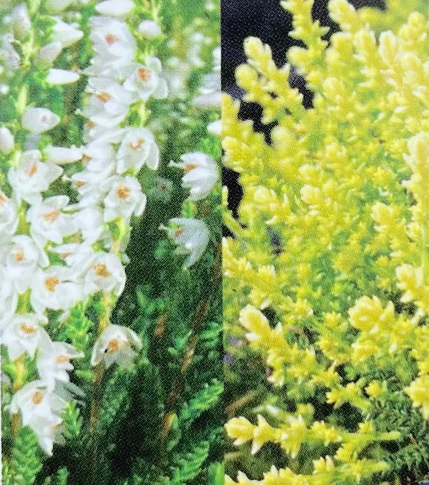 Heather - Calluna Vulgaris: Spring Cream