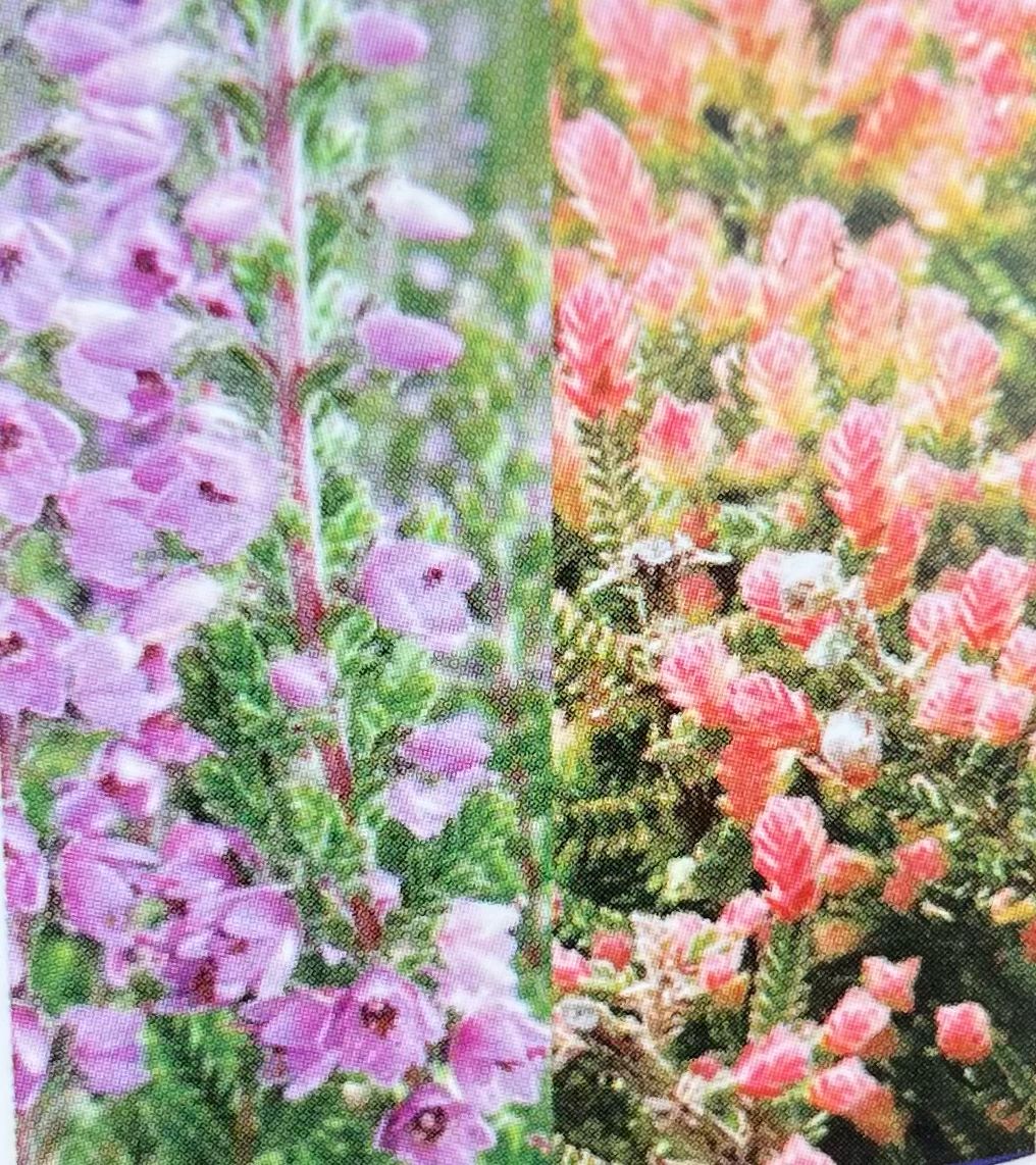 Heather - Calluna Vulgaris: Kerstin