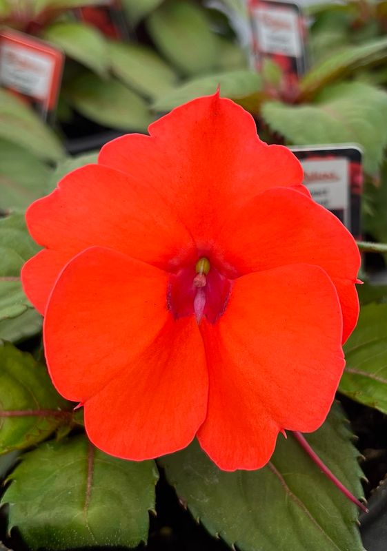 Impatiens - Sunpatiens: Compact Hot Coral